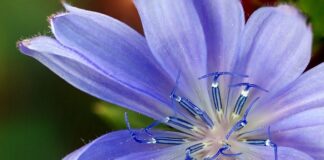 Jakie zamienniki do Seysso?