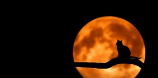 Czy kot może spać w kołnierzu?