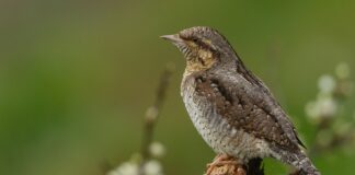 Jak pozbyć się sztywności karku?