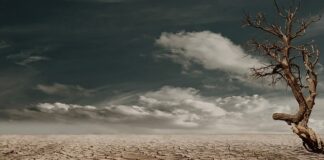 Co jest dobre na suchą skórę twarzy?