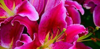 Co zamiast nitki do zębów?