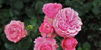 Co zrobić żeby mieć delikatne dłonie?