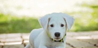 Czy po operacji kręgosłupa szyjnego trzeba nosić kołnierz?